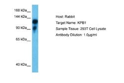PHKA1 Rabbit anti-Human, Polyclonal, Novus Biologicals 0.1 mL | Buy Online | Novus Biologicals | Fisher Scientific